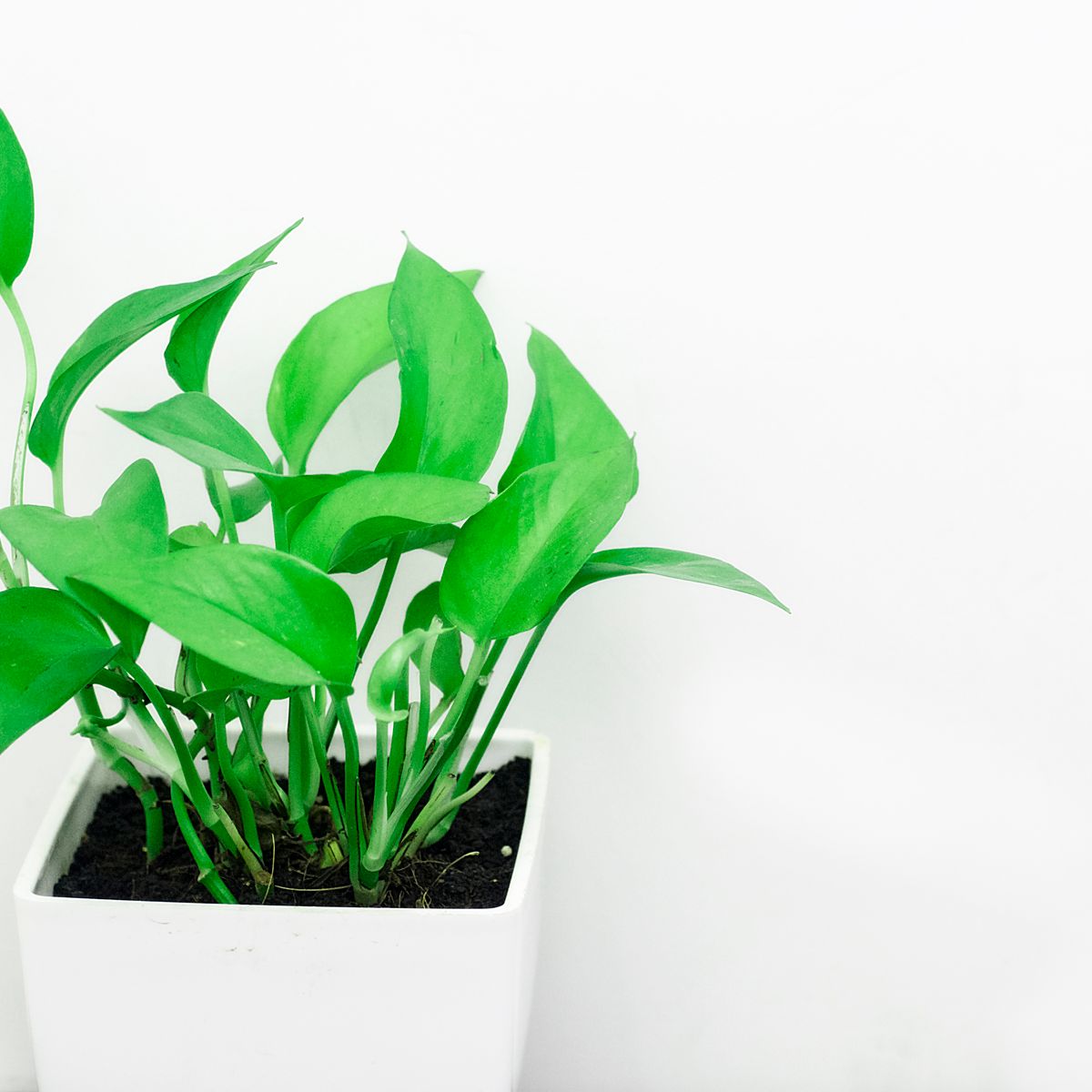 Ceramic Plant Pot